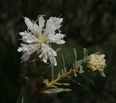 Pimelea erecta