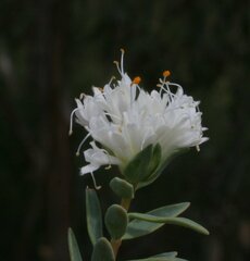 Pimelea erecta