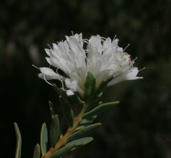 Pimelea erecta