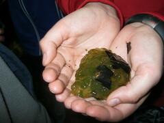 Oophila amblystomatis