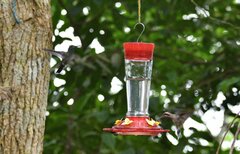 Phaethornis longirostris