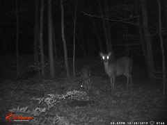 Odocoileus virginianus