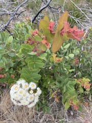 Angophora hispida