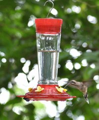 Phaethornis longirostris