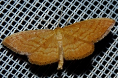 Idaea ochrata