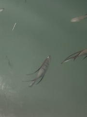 Trachinotus goodei