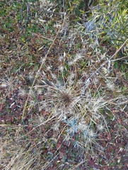 Angelica morrisonicola