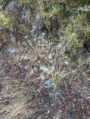 Angelica morrisonicola
