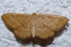 Idaea ochrata
