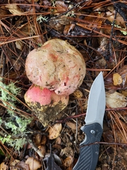 Rubroboletus