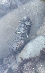 Acanthodoris rhodoceras