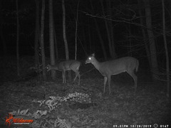 Odocoileus virginianus