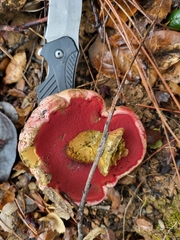 Rubroboletus