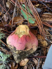 Rubroboletus