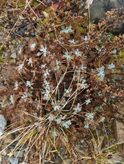 Artemisia morrisonensis