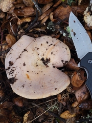 Lactarius argillaceifolius