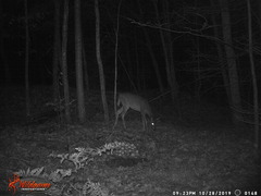 Odocoileus virginianus