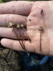 Psilocybe pelliculosa