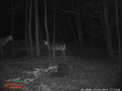 Odocoileus virginianus