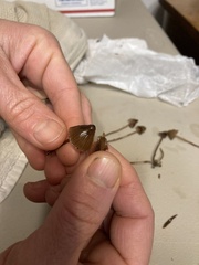 Psilocybe pelliculosa
