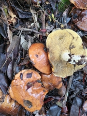 Suillus pungens