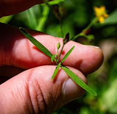 Hypericum canadense
