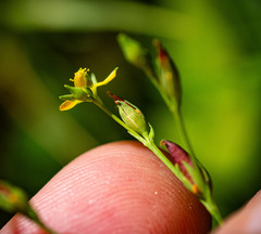 Hypericum canadense