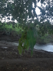 Sapindus mukorossi
