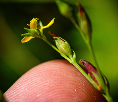 Hypericum canadense