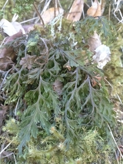 Hymenophyllum scabrum