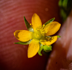 Hypericum canadense