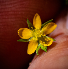 Hypericum canadense