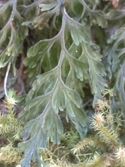 Hymenophyllum scabrum