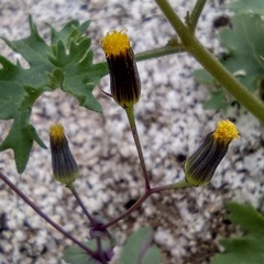 Senecio mohavensis