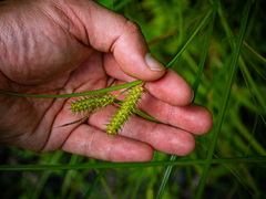 Carex baileyi