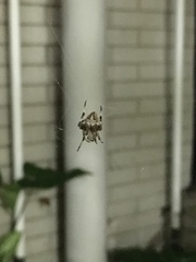 Neoscona menghaiensis