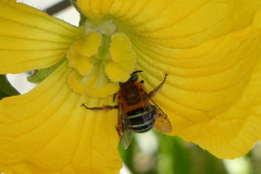 Amegilla cingulata