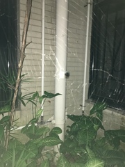 Neoscona menghaiensis