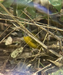 Eucometis penicillata