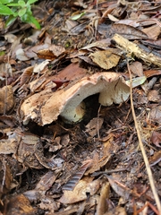 Jahnoporus hirtus