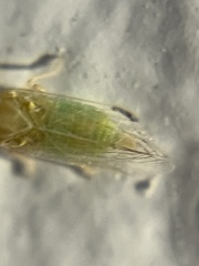 Haplaxius