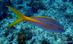 Ocyurus chrysurus