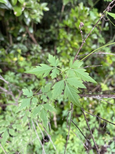 Balloon vine (Cardiospermum halicacabum)