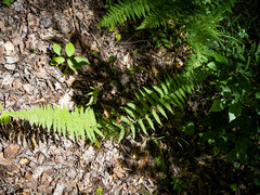 Dennstaedtia punctilobula