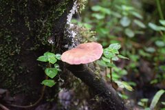Auricularia fuscosuccinea