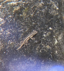 Sceloporus variabilis