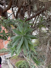 Echium