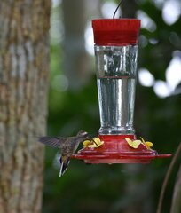 Phaethornis longirostris