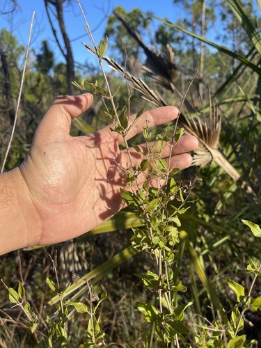 Image of Koanophyllon villosum by (c) Brandon Corder, some rights reserved (CC BY)