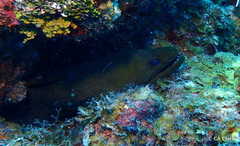 Gymnothorax funebris